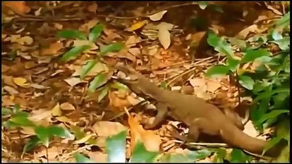 Big Battle Of Wild Dogs ►Wild Dog Fight vs Hippo ►Buffalo vs Lion; Cobra, Komodo; Monkey, Zebra, ...