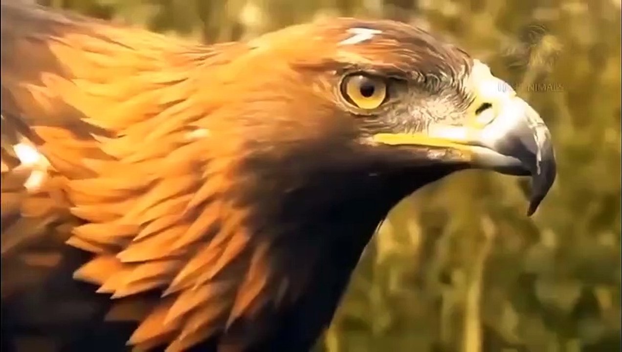 Lion Hunting Buffalo Failed ►Leopards Hunt Eagles ►Great war of animals Hippo, Rhinoceros, Giraffe