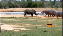 Antelope Vs Crocodile ►Can Antelope Escape The Crocodile Buffalo Vs Lion, Hippo, Rhino, Wild Dog...