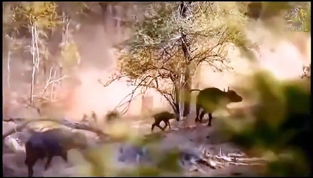 King Cobra Vs Mongoose►Wild Dog, Crocodile Attacking Wild Boar; Antelope Vs Leopard, Lion Vs Giraffe