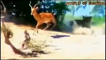 Lions In Dramatic Pursuit Of Antelope ►Giraffe, Jaguar, Wild dog, Crocodile ►Buffalo Vs Lion