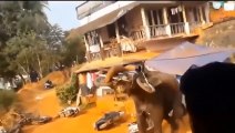 Tiger Attack Car ► Elephant, Rhino, Lion, Buffalo, Crocodile ► Animals Attack