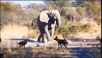 Big Mistake When Python Swallows Baby  Leopard,Attack Python ►RhinoVs Lion,Hyena,  Buffalo