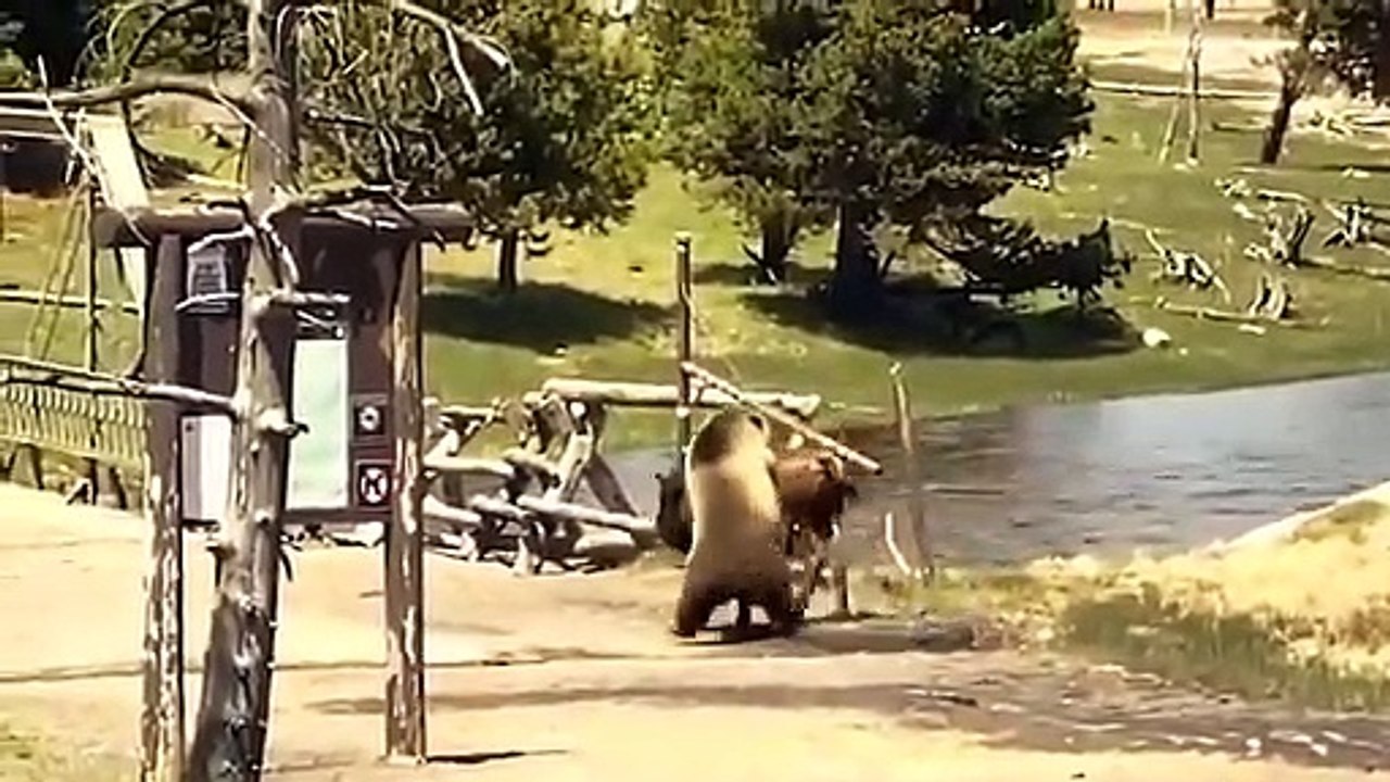 Mistake of Lions When Fighting Wildebeest ► Lion vs Wildebeest Vs Hyena -- Wild Animal Attacks 2022