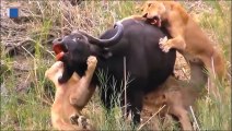 Wild Animals Buffalo Destroy Lion ► Epic Battle Buffalo Vs Lions ►Death Battle Never Seen !