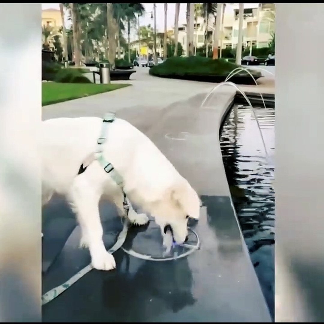 Crazy Animal Crazy Moments || Funny Animal Funny Moments