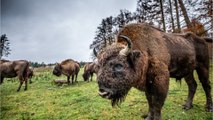 Rare wild bison have returned to the UK after thousands of years