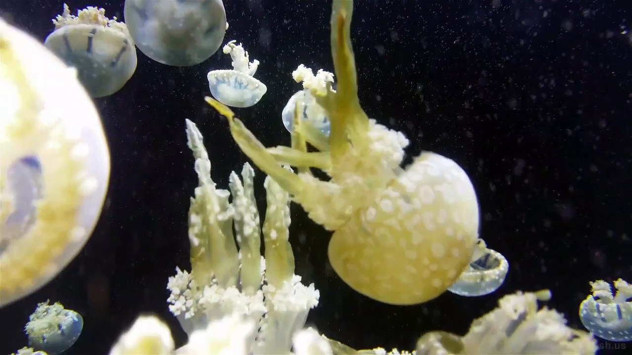 sea