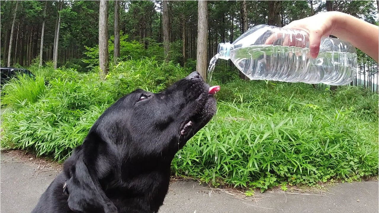 Hitze in Deutschland - Vereinzelt bis zu 40 Grad