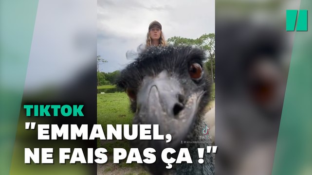 Avec ses coups de sang, Emmanuel le Émeu, nouvelle mascotte de TikTok