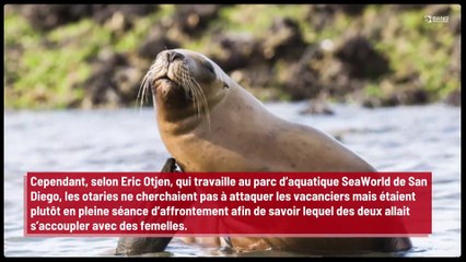 Deux otaries attaquent des vacanciers sur une plage californienne !