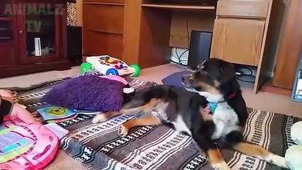 Bébés mignons bébés ennuyeux - compilation de chiens drôles