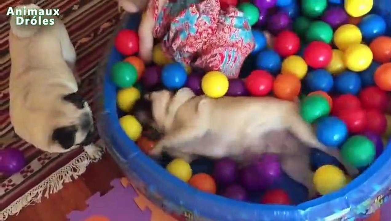 Bébés mignons et Carlin Chiens La compilation Avril 2015 [NOUVEAU HD VIDEO]