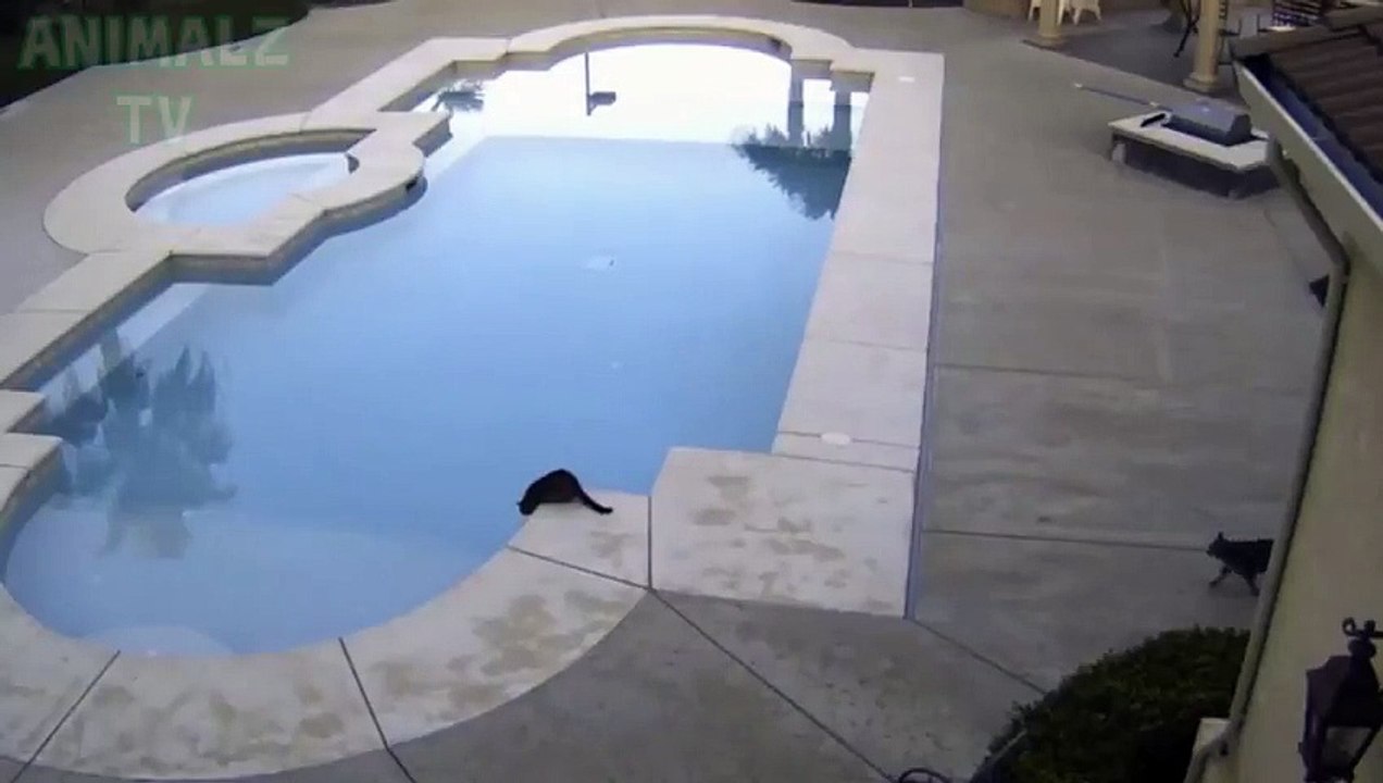 Chat drôle pousse l'ami noir dans la piscine - FUNNY AFV CATS