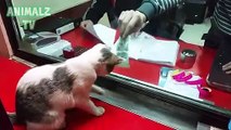 Chat essaie de voler l'argent de Caissier - drôle de chat vidéos [Nouvelle Vidéo 2,016]