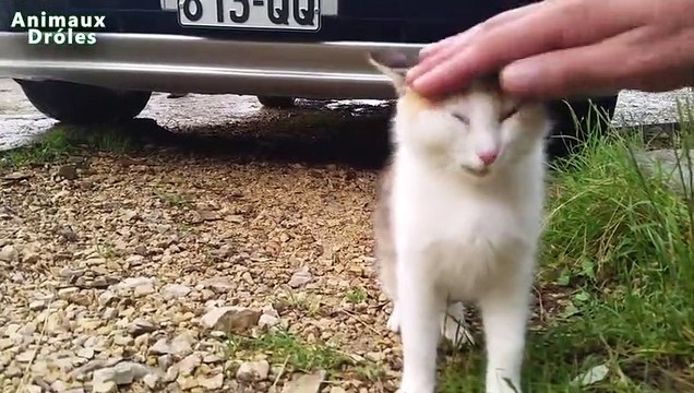 Chat mignon demande à être choyé - mignon et drôle animaux Animaux