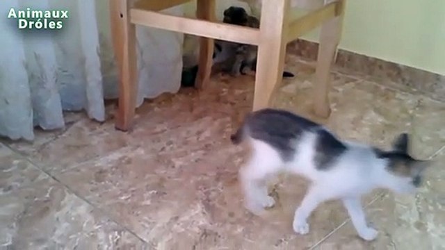 Chats drôles à jouer au football et de tir Buts !!! - Chaton mignon Vidéos