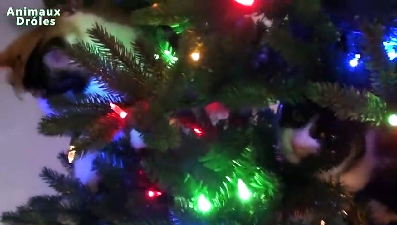 Chats drôles Attaquer Christmas Tree - Chats jouant Compilation 2,015