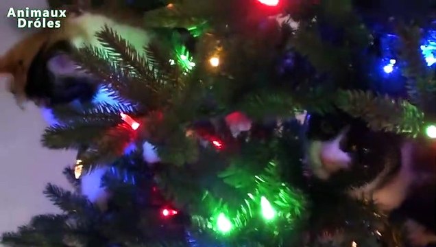Chats drôles Attaquer Christmas Tree - Chats jouant Compilation 2,015