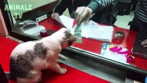 Chat essaie de voler l'argent de Caissier - drôle de chat vidéos [Nouvelle Vidéo 2,016]