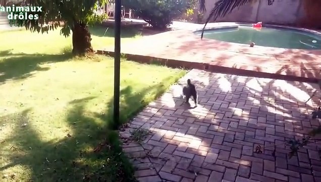 Chats drôles jouant l'effort Compilation 2014 [NEW HD]