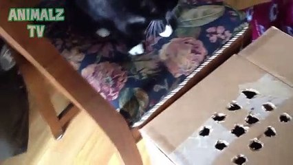 Chats drôles Jouer Whack-A-Finger jeu Compilation 2015