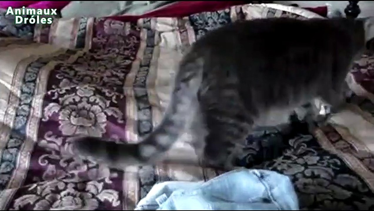 Chats drôles voler de l'argent Compilation - vendredi noir Édition 2015