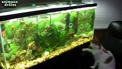 Chats drôles vs réservoir Compilation poisson juillet 2014