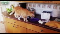 Chats drôles vs Toasters - Chats Tu penses Toaster Compilation 2015 [NOUVEAU HD VIDEO]