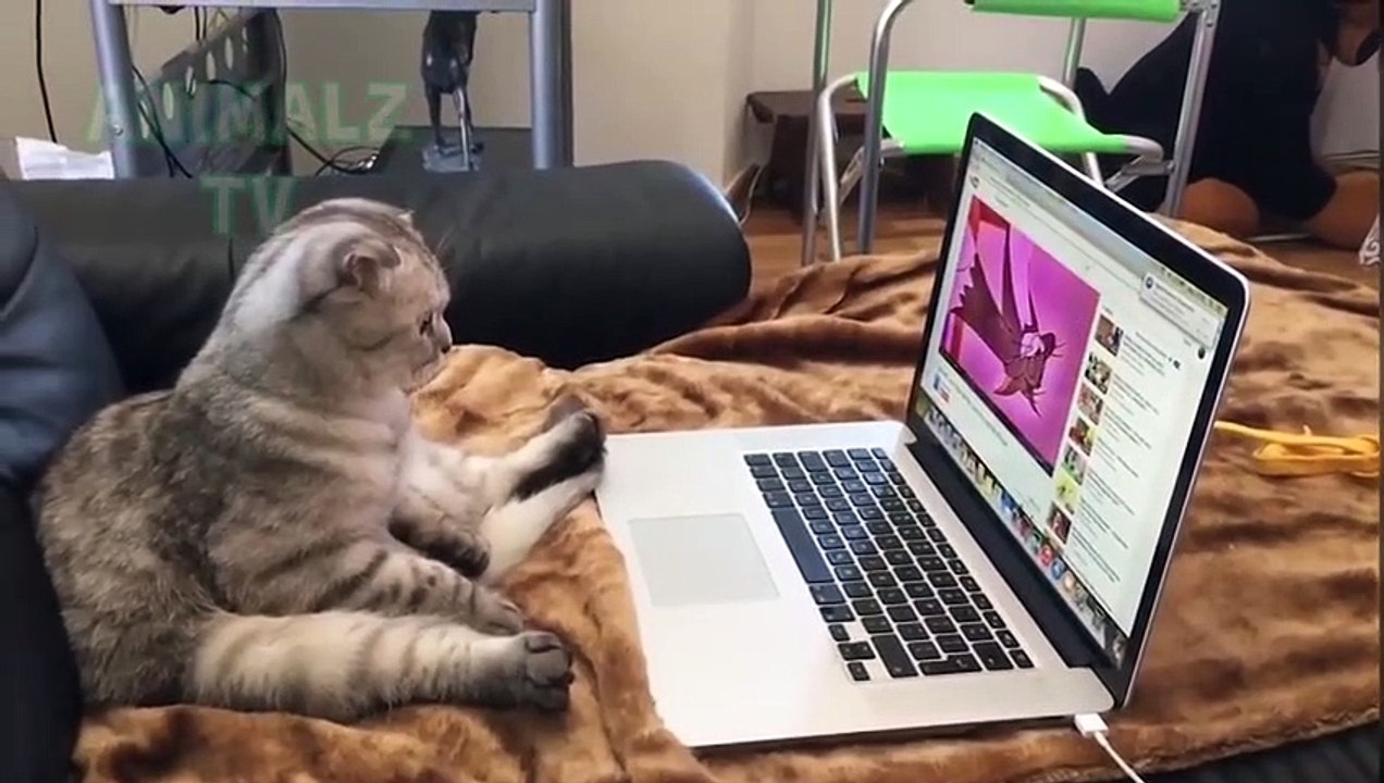 Chats les plus drôles vs Computer Compilation