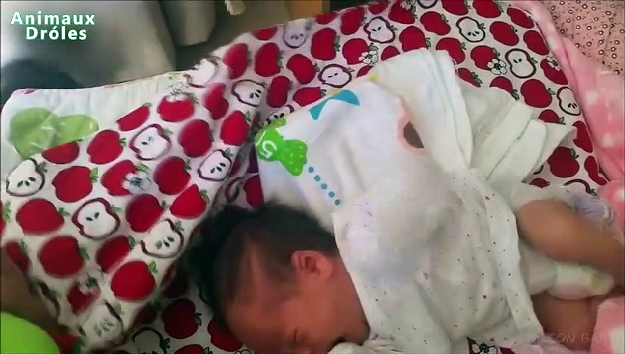 Chats mignons Découverte bébés à la maison pour la première fois