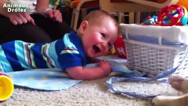 Chats mignons et bébés câlins - Babies Love Cats Compilation