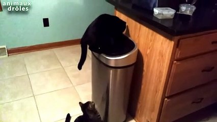 Chats vs poubelle Compilation 2014 [HD - 720p]