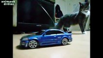 Chats vs Voiture radiocommandé Compilation 2014 [HD VIDEO]
