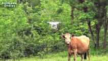 Chien de berger allemand Bubu Le rencontre DJI Phantom 4 Quadcopter pour la première fois