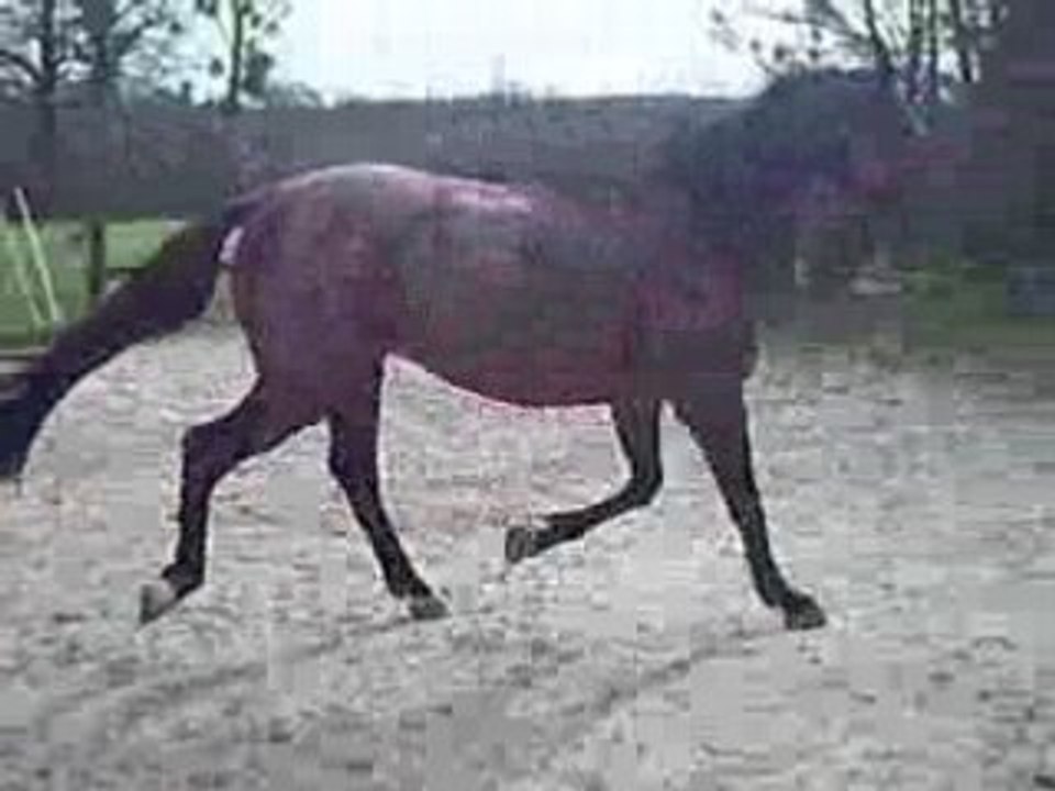 Qrack