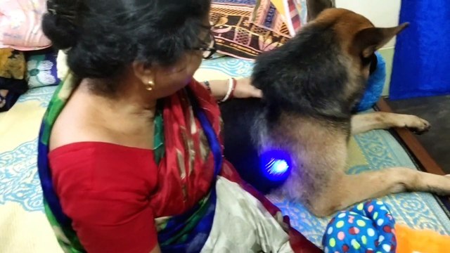 German shepherd dog| gsd | Saheb | মা সাহেবের জন্য কি নিয়ে এসেছে | funny dog videos