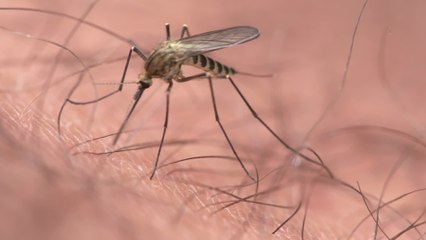 Do not wear these 3 colours if you want to be spared from mosquitos this summer