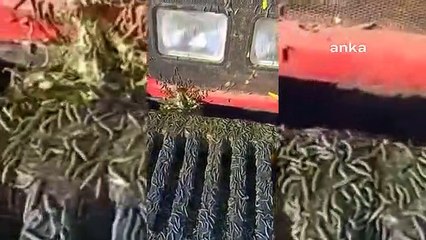 Olağan şüpheli Bill Gates, Türkiye'deki tırtıl istilasından da sorumlu tutuldu! İddia doğruysa çok vahim