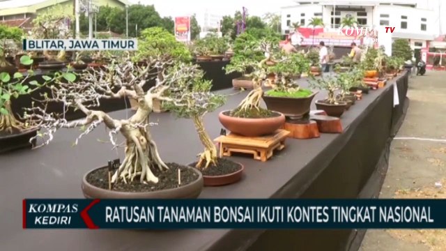 800 Tanaman Bonsai Dari Berbagai Daerah Ikuti Kontes Tingkat Nasional