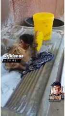 rj kisna funny monkey videos - rj kisna dub kendra @rjkisnaa - dub केंद्र