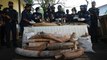 Malasia confisca contenedor de África con 6.000 kg de colmillos de elefante