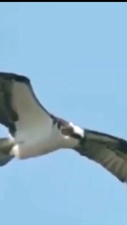 Golden Eagle /Golden Eagle Hunting #Shorts