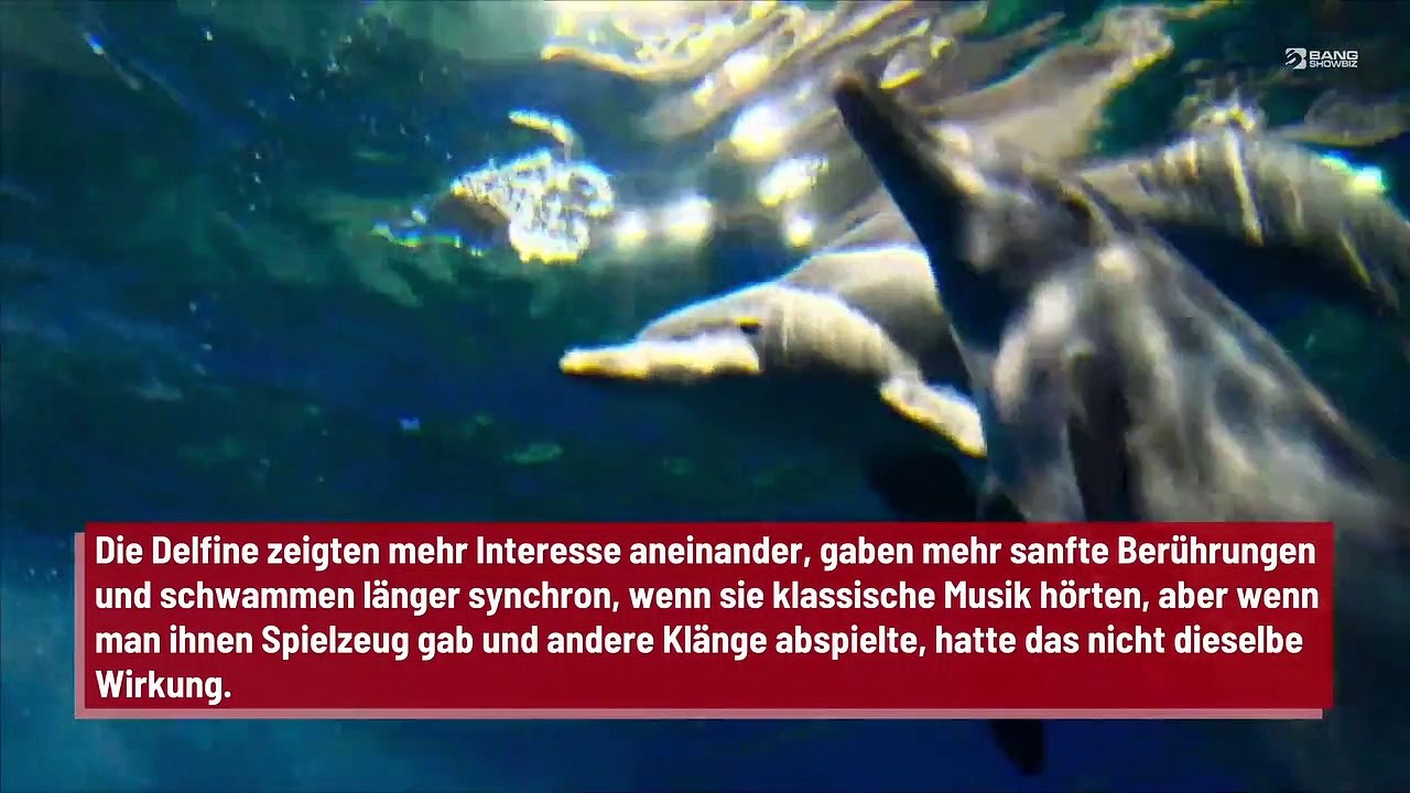 Delfine mögen klassische Musik