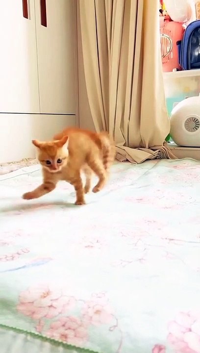 funny pets | cute pets | pets