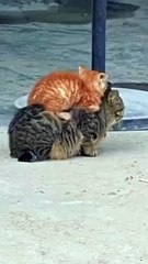 funny animals | club funny kitten | funny video compilation | funny cat | funny cat videos | funny video
