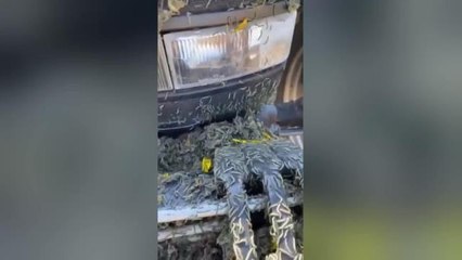 Edirne'de Çayır Tırtılları 2 Günde 2 Dönümlük Yonca Tarlasını Kuruttu