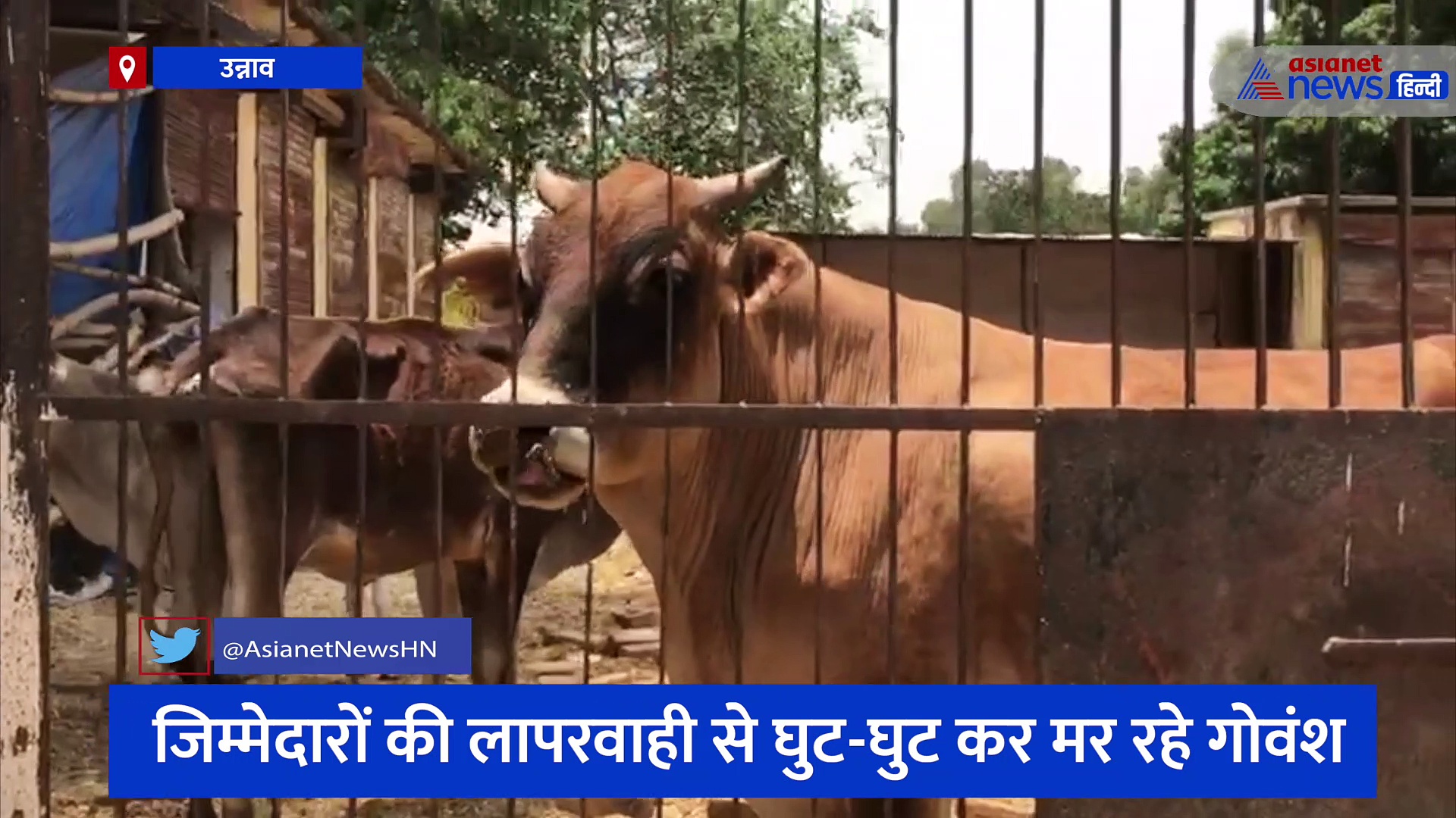 गो-शाला में 180 से घटकर 41 हुई गायों की संख्या, जिम्मेदारों की लापरवाही से घुट-घुट कर मर रहे गोवंश