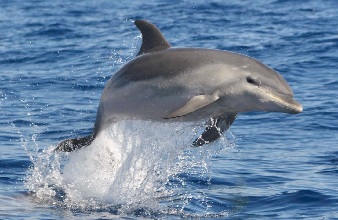 Dolphins enjoy classical music!