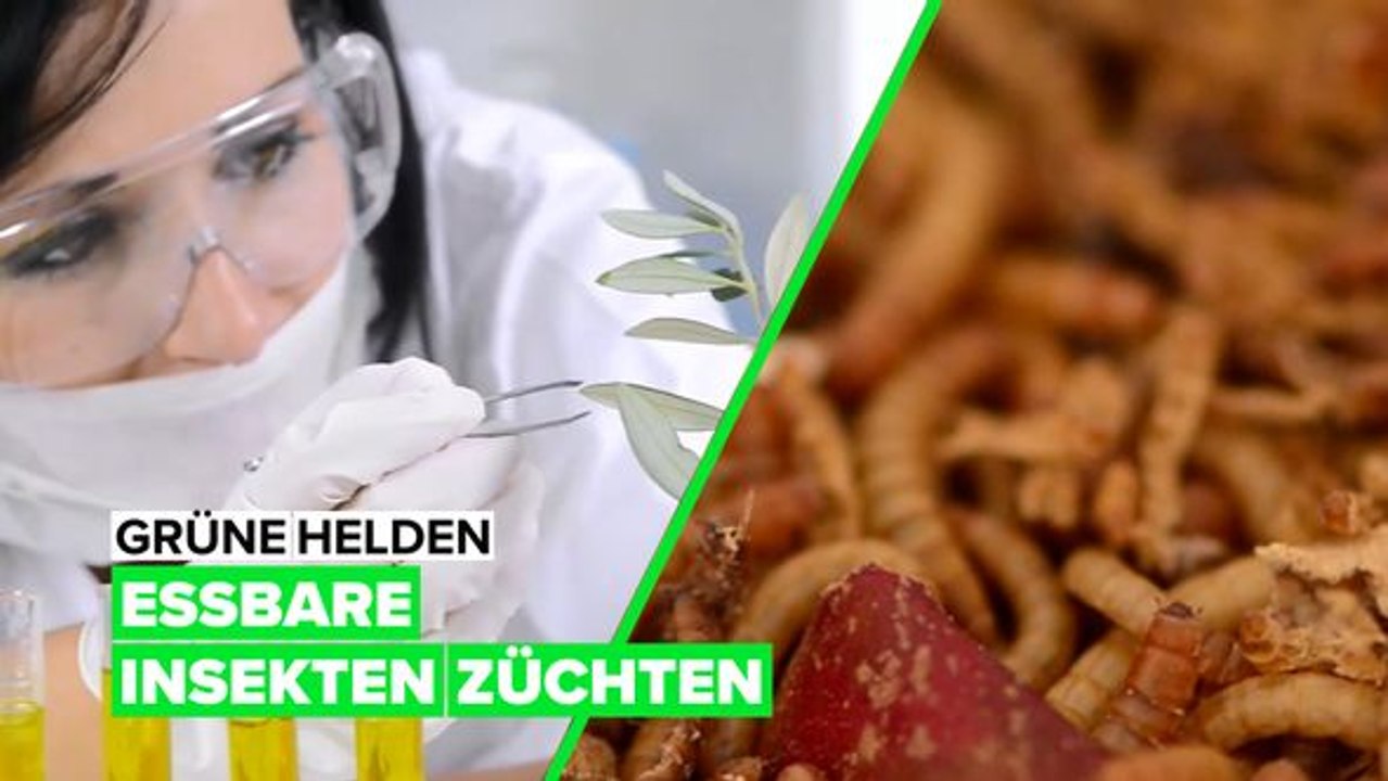 Eine insektenfarm auf deiner tischplatte